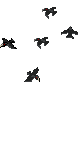 (image)